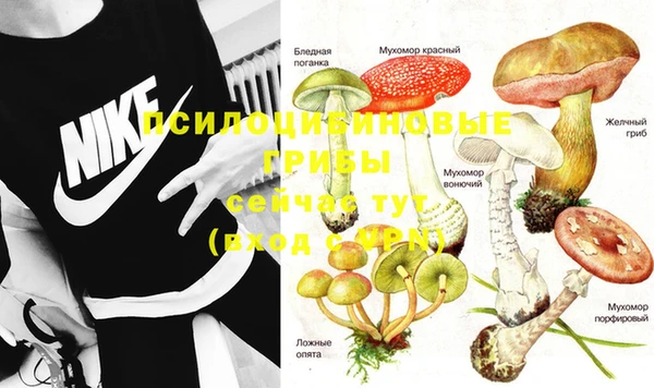 прущие грибы Аркадак