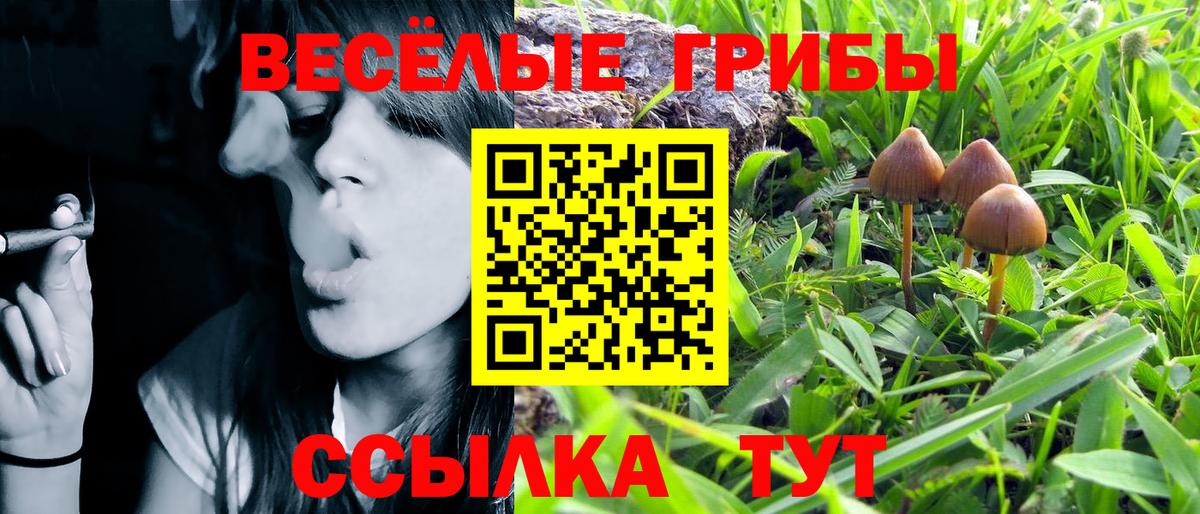 Псилоцибиновые грибы Cubensis Бузулук